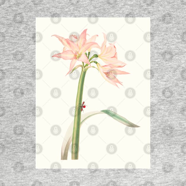 Netted-veined amaryllis - Hippeastrum reticulatum - botanical illustration by chimakingthings